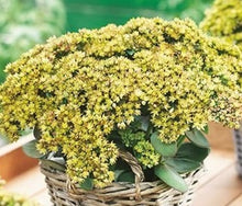 Carica l'immagine nel visualizzatore di Gallery, Sedum Telephium "Seduction Yellow Delicat"
