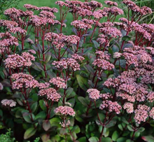 Carica l'immagine nel visualizzatore di Gallery, Sedum Telephium "Seduction Cherry Chocolate"
