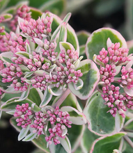 Carica l'immagine nel visualizzatore di Gallery, Sedum Telephium "La Vie En Rose"
