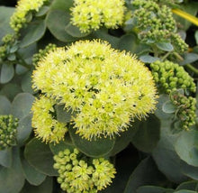 Carica l'immagine nel visualizzatore di Gallery, Sedum Telephium "Seduction Yellow Delicat"

