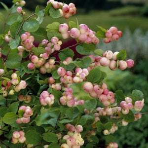 Symphoricarpos "Mother of Pearl"