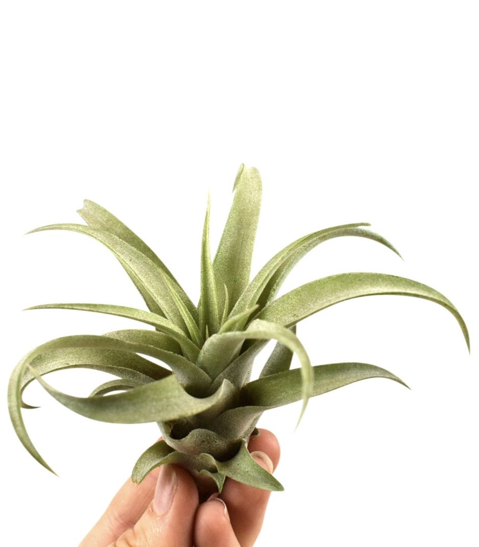 Tillandsia Capitata