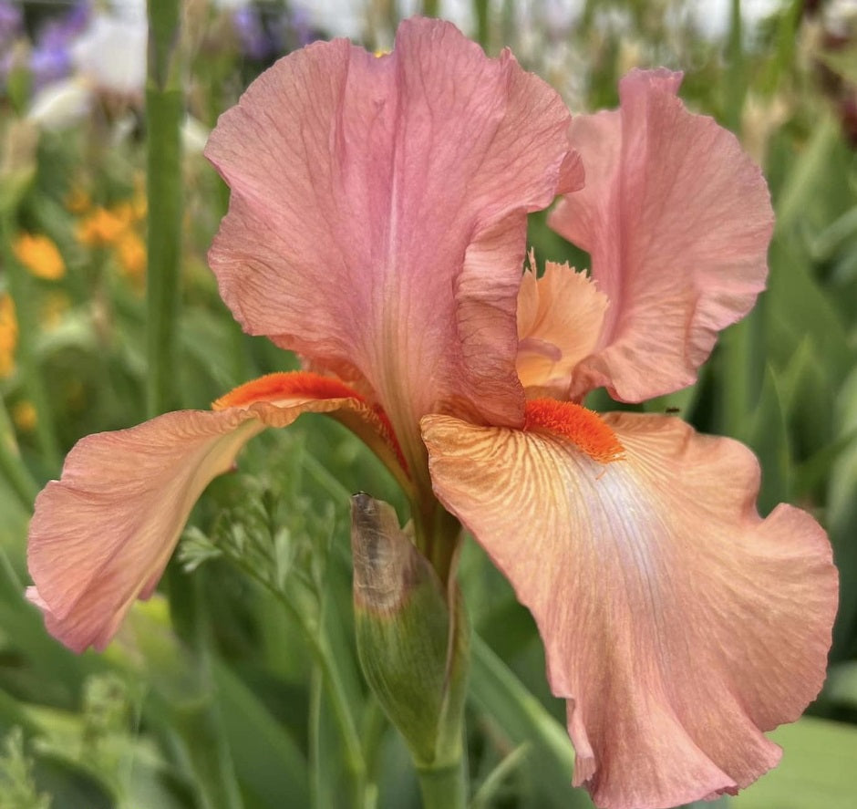 Iris Barbata Alta 