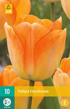 Carica l&#39;immagine nel visualizzatore di Gallery, Tulipa &quot;Daydream&quot; in bulbi
