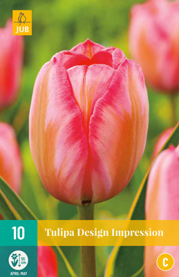 Tulipa 