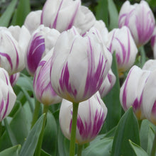 Carica l'immagine nel visualizzatore di Gallery, Tulipa "Flaming Flag"
