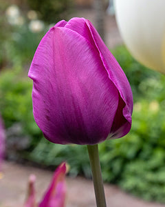 Tulipa "Negrita"