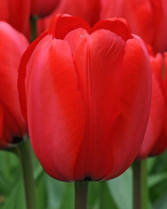 Tulipa "Red Impression" in bulbi