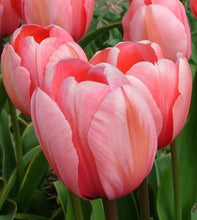 Carica l&#39;immagine nel visualizzatore di Gallery, Tulipa &quot;Design Impression&quot; in bulbi
