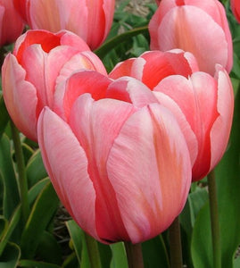 Tulipa "Design Impression" in bulbi