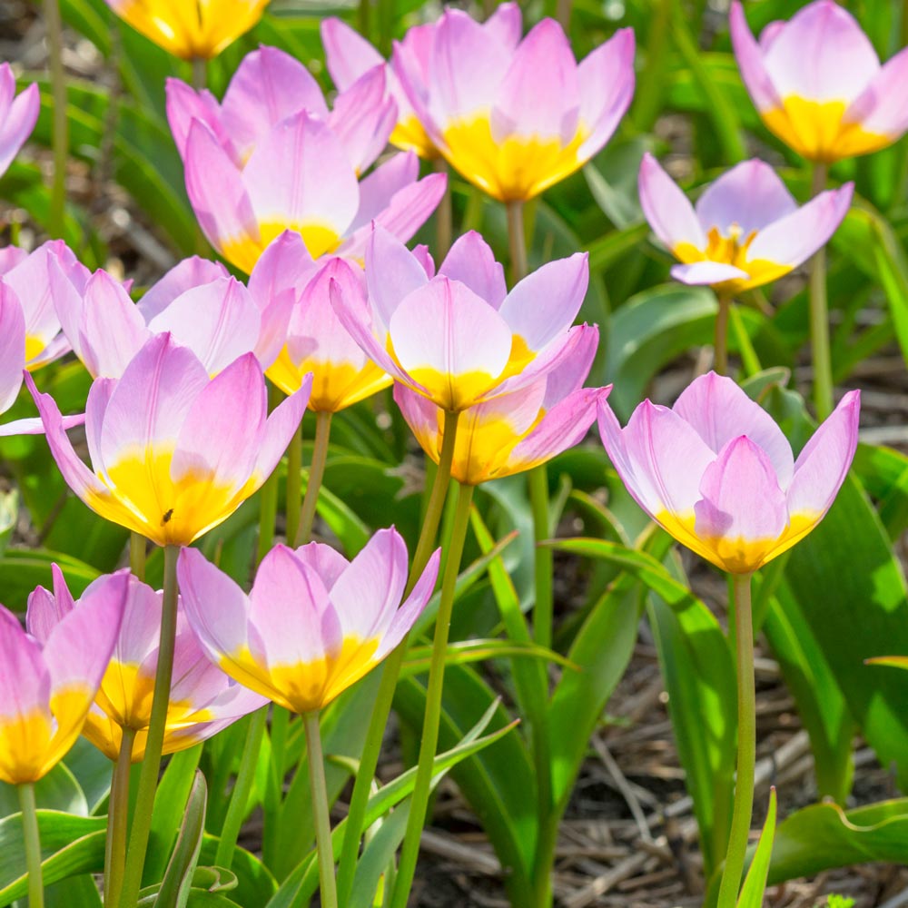 Tulipa Bakeri 