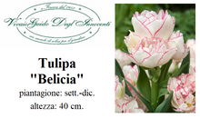 Carica l'immagine nel visualizzatore di Gallery, Tulipa "Belicia"
