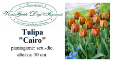Carica l'immagine nel visualizzatore di Gallery, Tulipa "Cairo"
