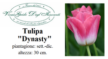 Carica l'immagine nel visualizzatore di Gallery, Tulipa "Dynasty"
