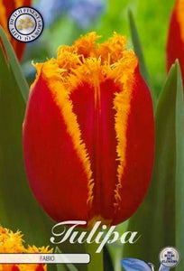 Tulipa "Fabio" in bulbi