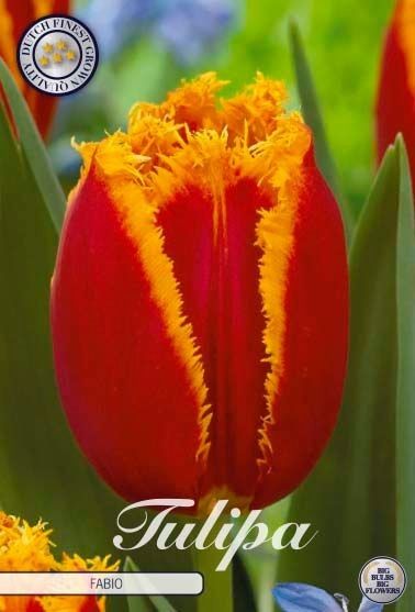 Tulipa 