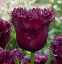 Carica l'immagine nel visualizzatore di Gallery, Tulipa "Gorilla" in bulbi

