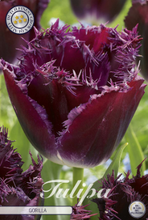 Carica l'immagine nel visualizzatore di Gallery, Tulipa "Gorilla" in bulbi
