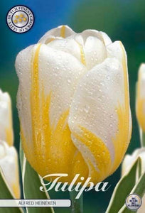 Tulipa "Heineken" in bulbi