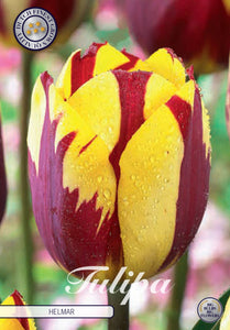 Tulipa "Helmar" in bulbi