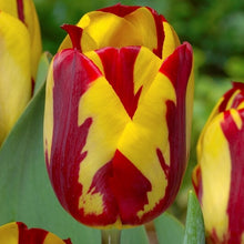 Carica l'immagine nel visualizzatore di Gallery, Tulipa "Helmar"
