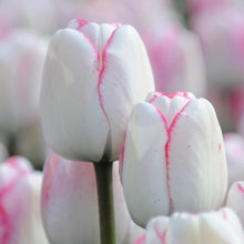 Carica l&#39;immagine nel visualizzatore di Gallery, Tulipa &quot;Hugs &amp; Kisses&quot; in bulbi
