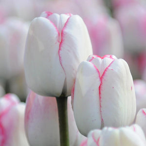 Tulipa "Hugs & Kisses" in bulbi