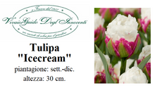 Carica l'immagine nel visualizzatore di Gallery, Tulipa "Icecream"

