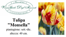 Carica l'immagine nel visualizzatore di Gallery, Tulipa "Monsella"
