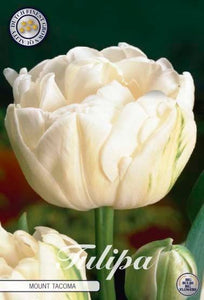 Tulipa "Mount Tacoma" in bulbi