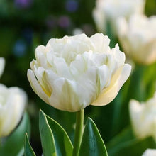 Carica l'immagine nel visualizzatore di Gallery, Tulipa "Mount Tacoma"
