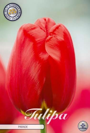 Tulipa 
