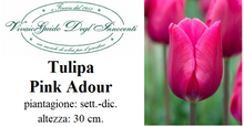 Carica l'immagine nel visualizzatore di Gallery, Tulipa "Pink Adour"
