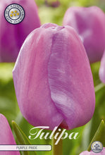 Carica l&#39;immagine nel visualizzatore di Gallery, Tulipa &quot;Purple Pride&quot; in bulbi
