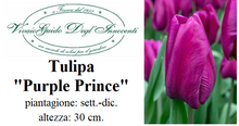 Carica l'immagine nel visualizzatore di Gallery, Tulipa "Purple Prince"

