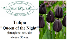 Carica l'immagine nel visualizzatore di Gallery, Tulipa "Queen of the Night"
