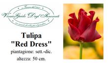 Carica l'immagine nel visualizzatore di Gallery, Tulipa "Red Dress"
