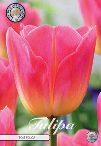 Tulipa "Tom Pouce" in bulbi