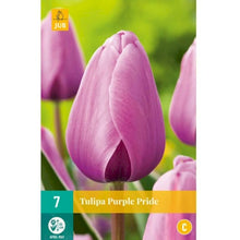 Carica l&#39;immagine nel visualizzatore di Gallery, Tulipa &quot;Purple Pride&quot; in bulbi
