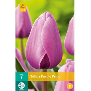 Tulipa "Purple Pride" in bulbi