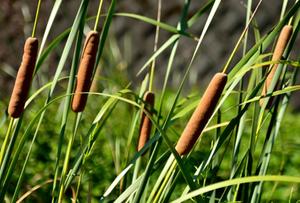 Typha Maxima