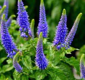 Veronica Spicata "Sunny Border Blue"