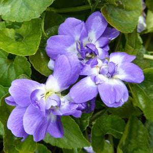 Viola Odorata "Duchesse de Parme"