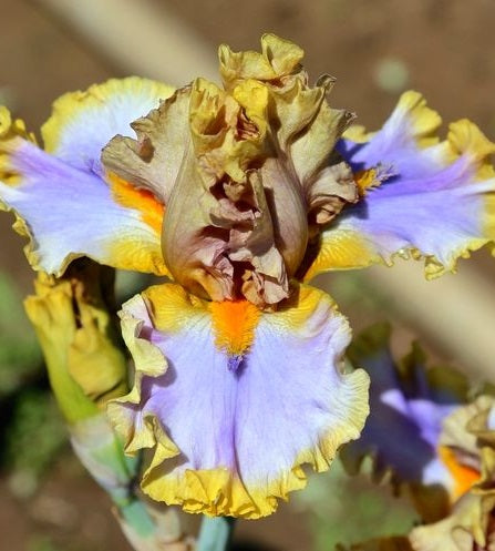 Iris Barbata Alta 