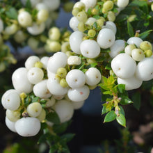 Carica l&#39;immagine nel visualizzatore di Gallery, Gaultheria Mucronata (bianco)
