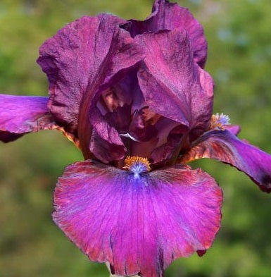 Iris Barbata Intermedia 
