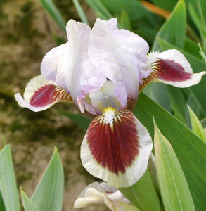 Iris Barbata Nana "Cherry Spot"