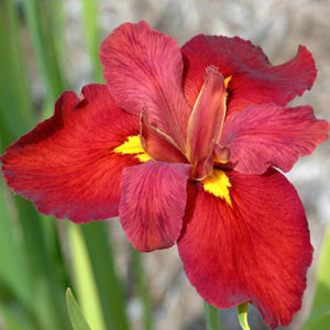 Iris Louisiana "Ann Chowning"