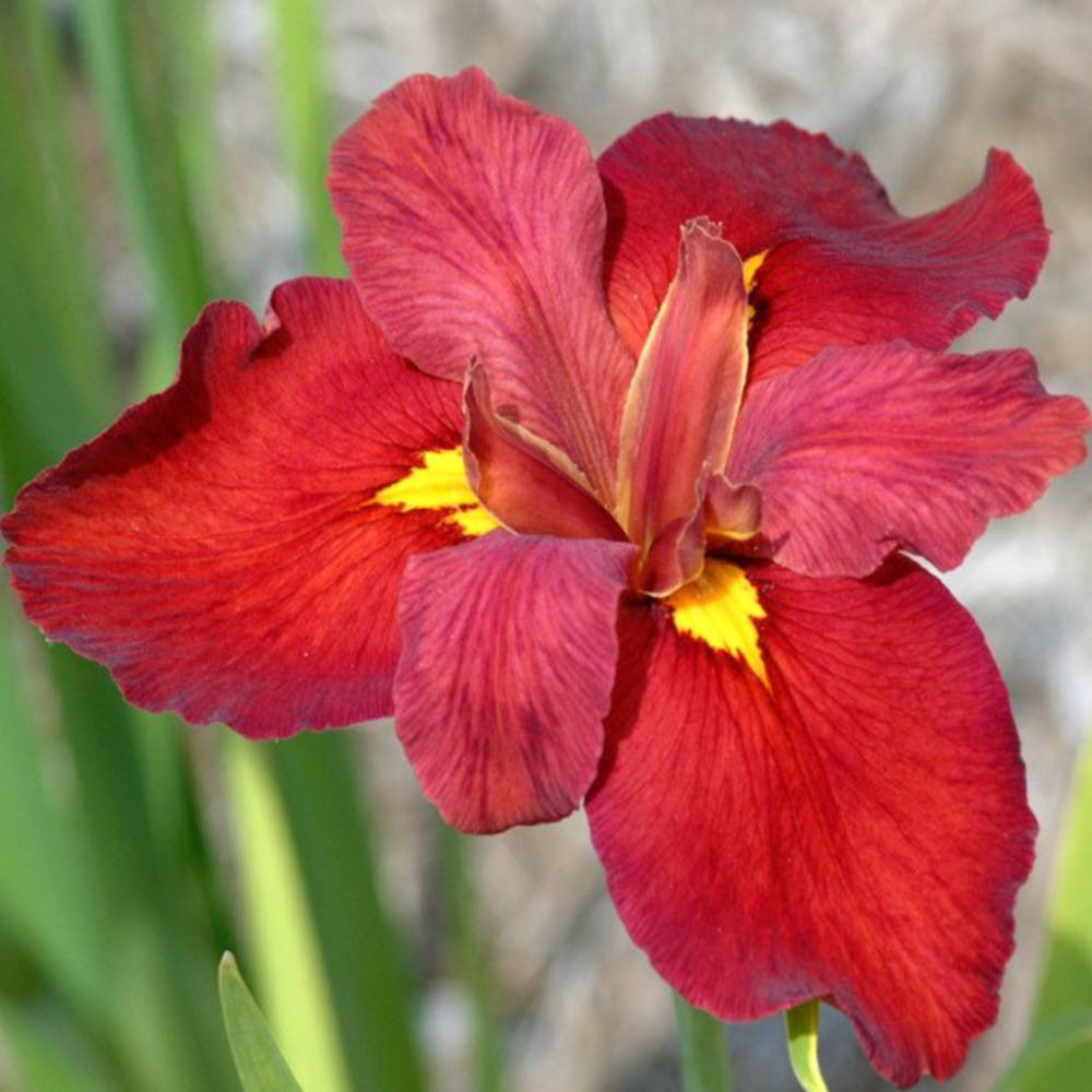 Iris Louisiana 