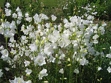 Campanula Persicifolia Alba